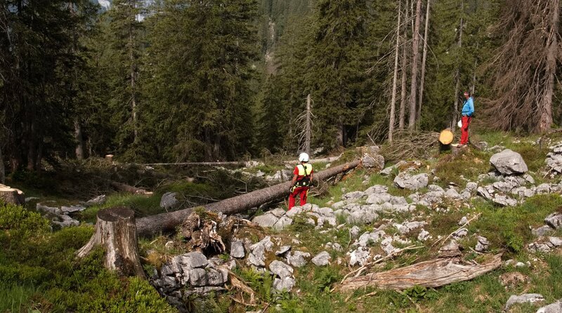 Vom Borkenkäfer befallene Bäume werden gefällt. – Bild: phoenix/​Harald Pokieser/​TMS