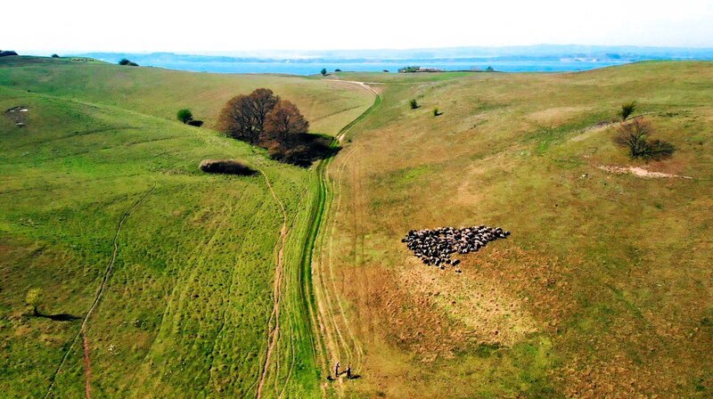Seit tausenden von Jahren gehört das Pommernschaf zu dem rauen Küstenlandstrich. – Bild: NDR/​underDok