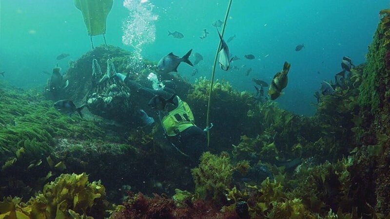 Abalone diver David „Bucky“ Buckland – Bild: Discovery Channel