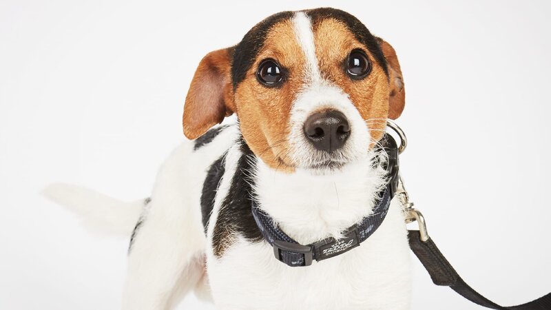 Hund. – Bild: Warner Bros. Discovery