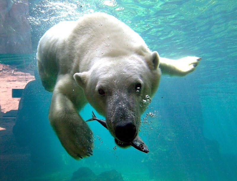 Eisbär Lloyd beim Fischen. – Bild: RB/​Volkmar Strueßmann