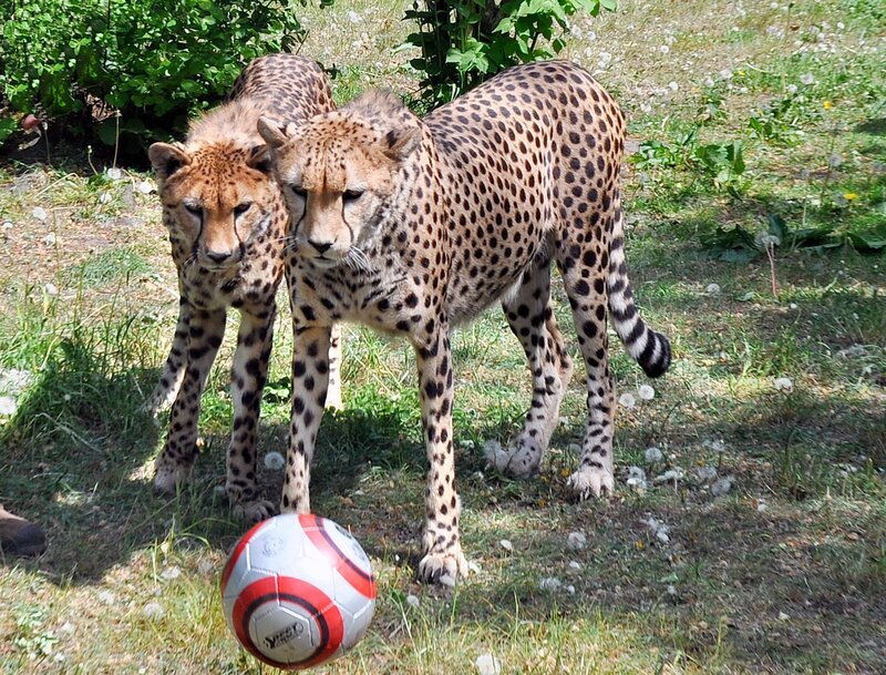 Die Geparden im Jaderpark bekommen überraschenden Besuch. – Bild: RB/​Jaderpark