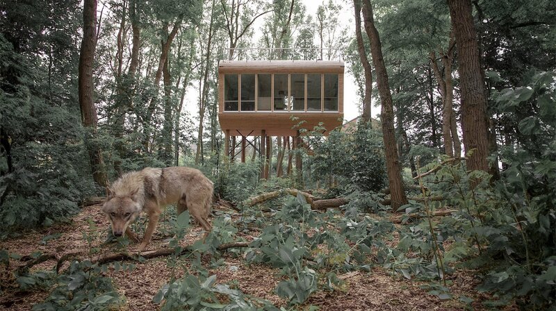 Europäischer Grauwolf Odin vor einem der Baumhäuser im Wolfcenter Dörverden. – Bild: NDR/​Tree Inn