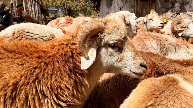 Landestypisches Menz-Schaf in Äthiopien. – Bild: NDR/​ARTE/​Marvin Entholt