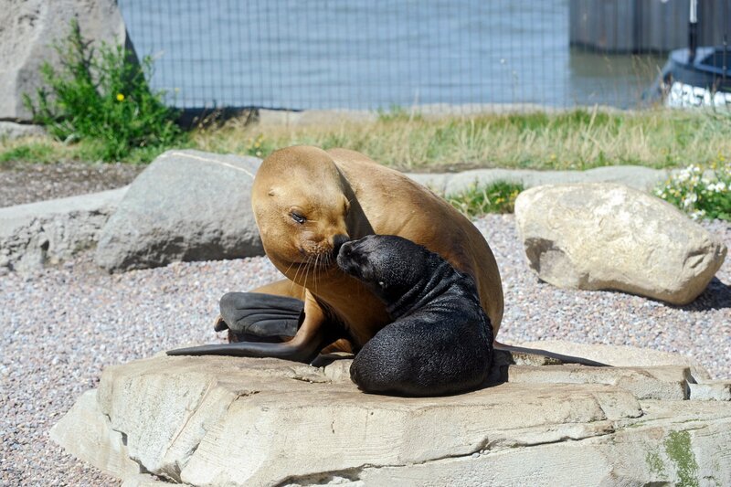 Nachwuchs bei den Seebären. – Bild: RB/​Achiv Zoo am Meer, Bremerhaven
