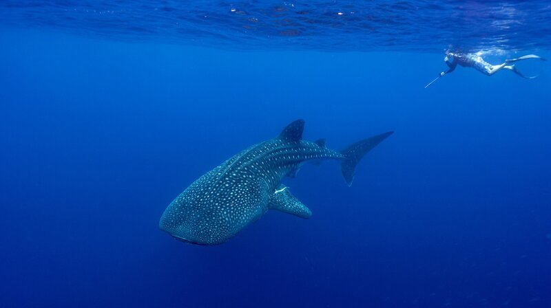Walhaie sind die größten Fische der Welt, sie können mehr als zehn Meter lang werden. Im Chagos-Archipel statten Forschende die Tiere mit kleinen Sendern aus, um mehr über ihr Verhalten zu erfahren. – Bild: phoenix/​ZDF/​Uli Kunz