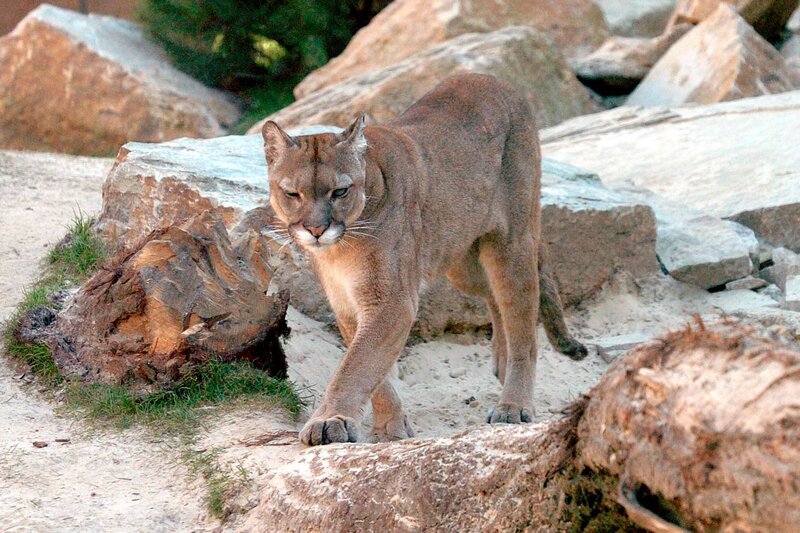 Pumakater Mingo scheint misslaunig. – Bild: Achiv Zoo am Meer, Bremerhaven