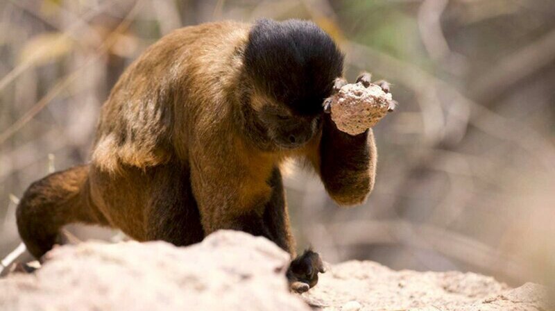 Ein Kapuzineraffe schlägt mit dem Stein, um an Nahrung zu kommen. – Bild: phoenix/​ZDF/​Russ MacLaughlin