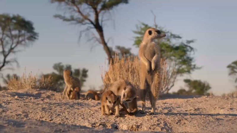 Erdmännchen in der afrikanischen Kalahari-Wüste. – Bild: Arte