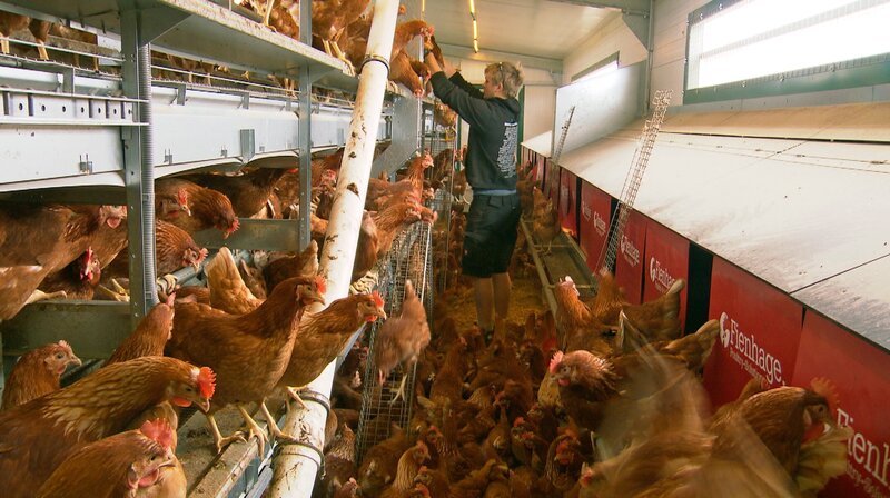 Das XXL Hühnermobil bringt 500 Eier pro Tag. – Bild: NDR/​Joker Pictures GmbH