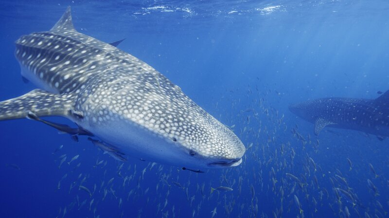 Nur im Roten Meer tauchen Walhaie über 1000 Meter tief. – Bild: phoenix/​ZDF/​NHK