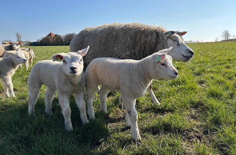 Ido Altenburg ist der erfolgreichste Schafzüchter von Texel. Seine besten Mutterschafe sind mehrmals prämiert, seine Lämmer verkauft er bis nach Frankreich und Großbritannien. Im Frühjahr ist bei Ido Lammzeit - und der 39jährige ist Tag und Nacht im Stall, damit alle Lämmer gesund zur Welt kommen. – Bild: NDR/​Johannes Schmiedinghoff