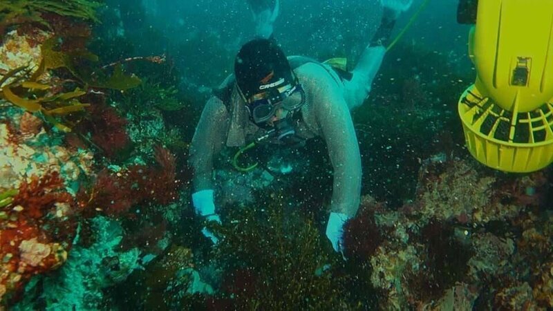 Diver – Bild: Discovery Channel