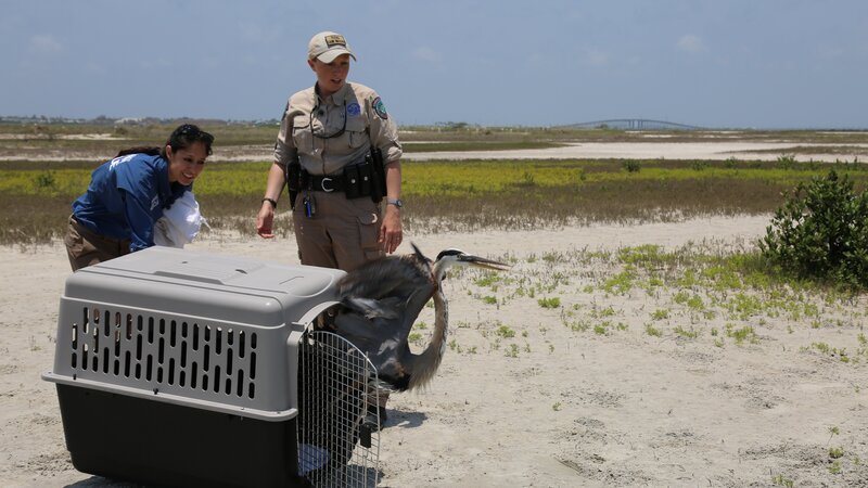 Fish and Game Officer Lerrin Johnson and Rehabber Alyssa releasing a blue heron. – Bild: Discovery Communications, LLC