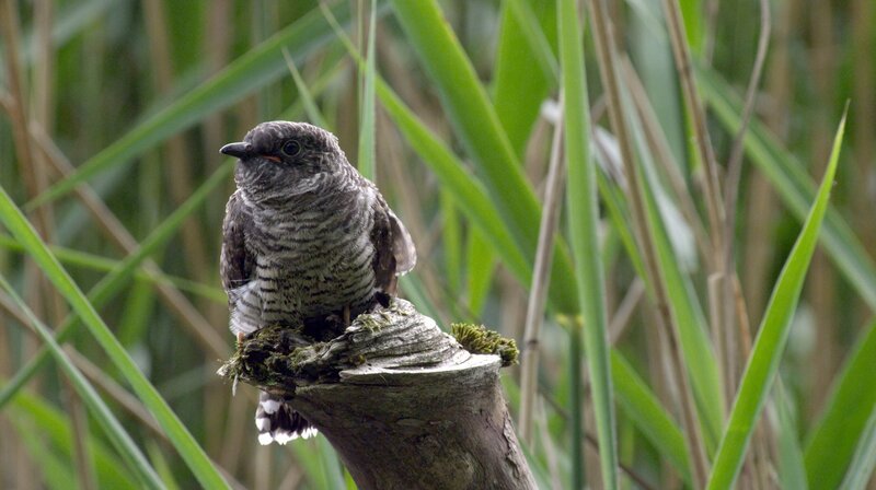 Der heimische Kuckuck ist nach 20 Tagen flügge. Bis dahin ist es Schwerstarbeit für seine winzigen Wirtseltern, die Teichrohrsänger, genügend Nahrung heranzuschaffen. – Bild: WDR/​Medienproduktion/​Dietmar Nill