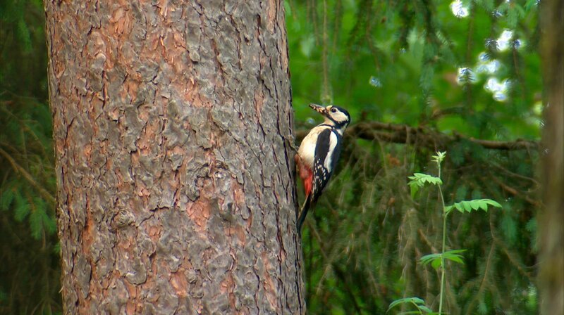 Der Buntspecht hilft mit, die Bäume von Käfern zu befreien. Weiteres Bildmaterial finden Sie unter www.br-foto.de. – Bild: BR/​Dieter Nothhaft