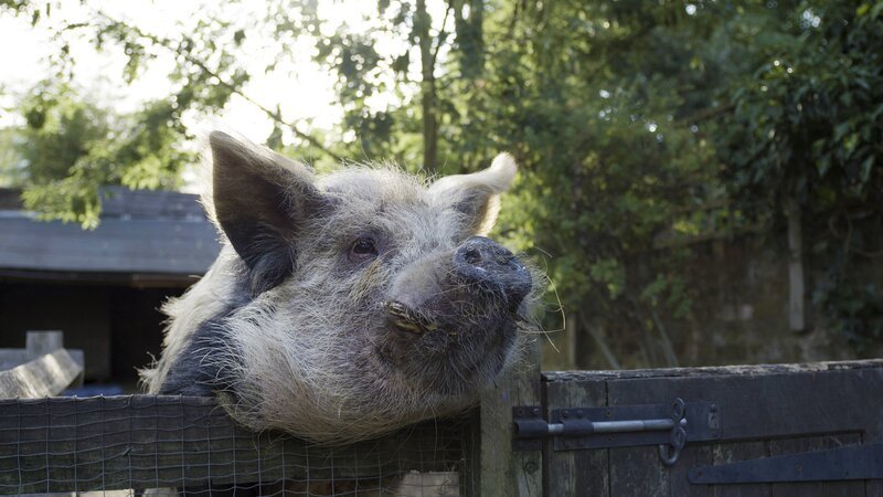 Die Schweinerasse Kunekune stammt aus Neuseeland. – Bild: Chris Holmes /​ BBC, Oxford Scientific Films /​ BBC/​Oxford Scientific Films/​Chris Holmes