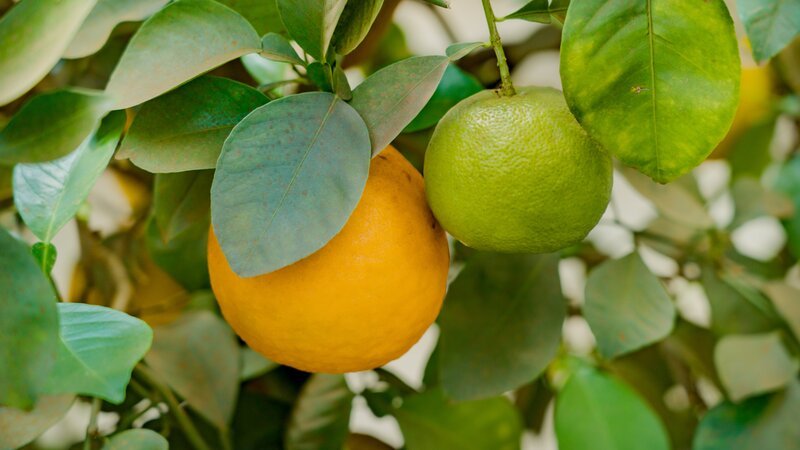 Auslöser des Citrus Greening ist ein Bakterium, das von Blattflöhen auf Orangenbäume übertragen wird. Die Blätter infizierter Bäume werden fleckig, die Früchte bleiben mickrig und grün, sind dann nicht mehr für den Verkauf oder die Saftproduktion geeignet. – Bild: Envato