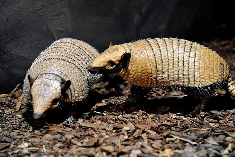 Zoo Berlin: Weißborsten-Gürteltier Oskar mit Weibchen im Nachttierhaus – Bild: rbb/​Thomas Ernst