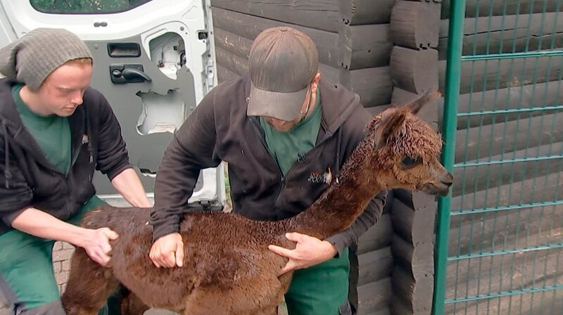 Neuzugang im Alpaka Gehege im Opel Zoo Kronberg: Spotty, das neue kleine Alpaka, trifft zum ersten Mal seine neuen Gefährten. – Bild: HR