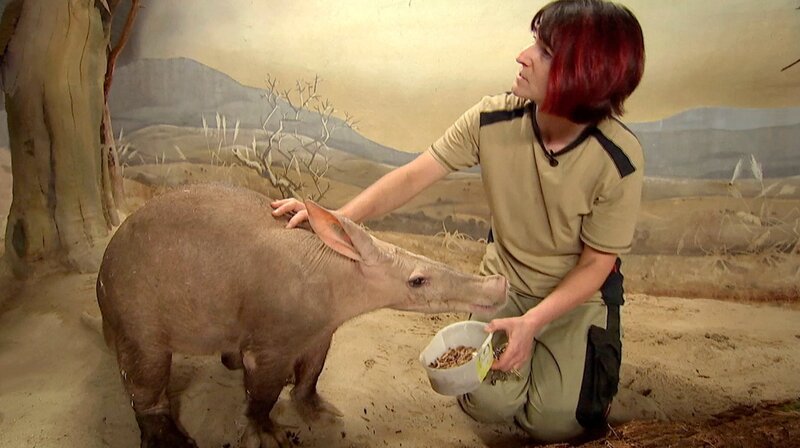 24 Jahre hat Erdferkelmann Elvis aus dem Frankfurter Zoo schon auf dem Buckel, aber er ist immer noch topfit. – Bild: HR