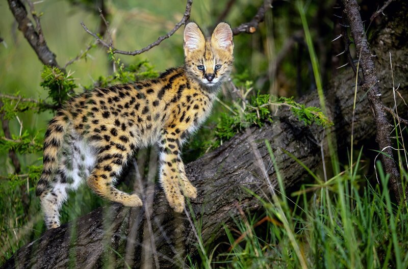 Der Serval ist eine mittelgroße Katze, sehr scheu und darum nur schwer zu filmen. Besonders auffällig sind die großen Ohren, dank derer der Serval jedes noch so leise Geräusch in seiner Umgebung wahrnimmt. – Bild: Terra Mater Studios/​Wildlife Films/​Beverly Joubert