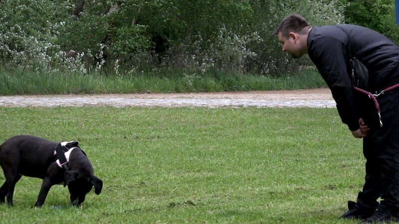 S7F63: Marcel möchte seiner achtjährigen Hundedame Nelly das Apportieren beibringen. Doch die Trainings-Challenge droht zu scheitern. – Bild: RTLZWEI