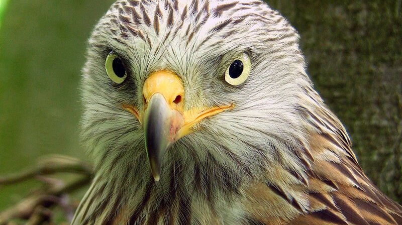 In keinem Land brüten mehr Rotmilane als in Deutschland. – Bild: WDR/​Längengrad Filmproduktion/​Robin Jähne