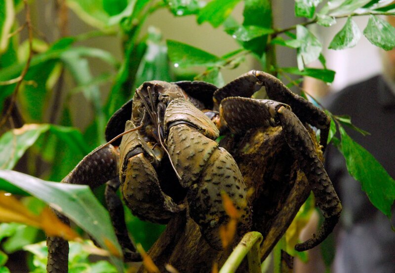 Jugendliche Palmendiebe sind im Zoo Berlin unterwegs. In der Regel vergraben sie sich unter der Erde, aber heute sind die Krebstiere draußen. – Bild: rbb/​Thomas Ernst