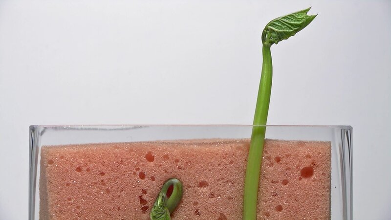 In der „Sendung mit dem Elefanten“ werden Bohnen beim Wachsen gezeigt. – Bild: WDR /​ Die Sendung mit dem Elefanten