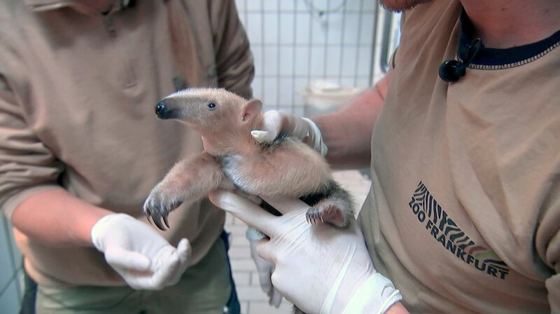 Das Tamandua-Baby im Frankfurter Zoo ist den Pflegern und der Tierärztin schon ans Herz gewachsen. – Bild: HR
