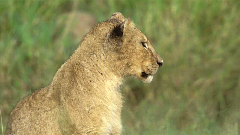 Das Bild zeigt einen Löwen, eine große Katzenart, die häufig in Afrika südlich der Sahara vorkommt.  – Bild: CuriosityStream-Inc.
