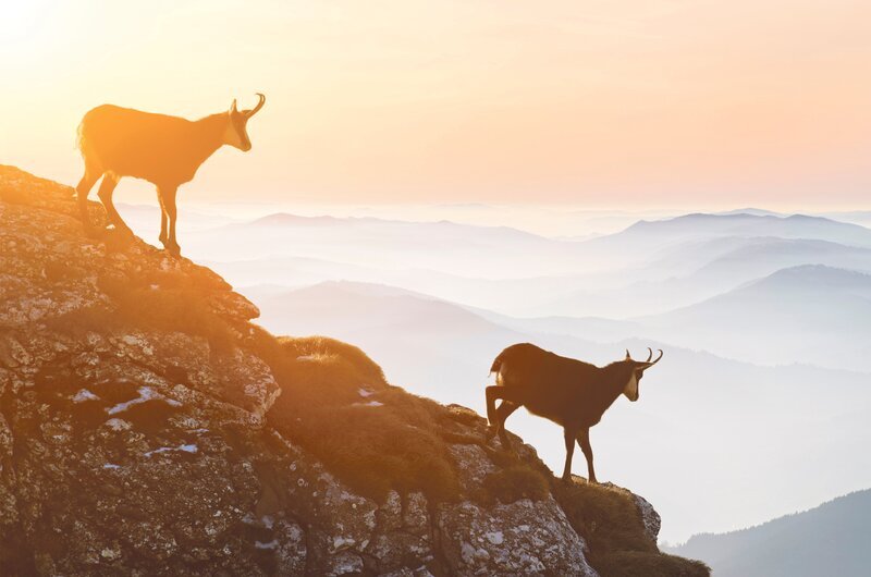 chamoix descending rock cliffs during sunset – Bild: Sava Alexandru