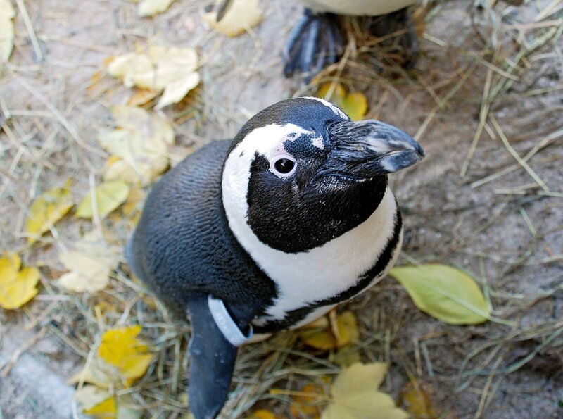 Brillenpinguin – Bild: SWR/​Thorsten Backofen