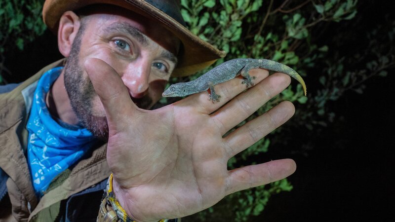 Coyote holds the spiny tailed gecko. – Bild: Discovery Communications, LLC