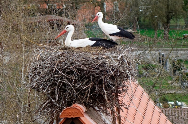 Im kleinen Ort Uehlfeld im Aischgrund leben im Sommer über 250 Störche. Aber die Störche hinterlassen auch viel Dreck und ihre Horste sind bis zu 800 Kilo schwer. Als Bauplatz besonders beliebt ist, neben den Dächern, die Uehlfelder Kirche. – Bild: BR/​Angelika Vogel