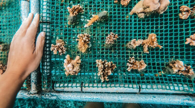 Tote Korallen – Bild: phoenix/​TMFS/​Getty Images/​EyeEm