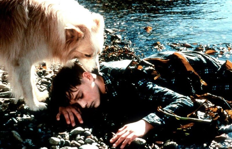 Hund Price findet den verletzten Jack (Daniel James). – Bild: Super RTL