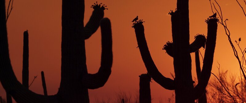 Silhouette von Saguaro-Kakteen vor einem orangenfarbenen Himmel. – Bild: Fin & Fur Films /​ The American Southwestfilm /​ Terra Mater Studios /​ Terra Mater Studios GmbH /​ Ryan Olinger