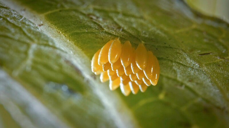 Marienkäfer-Eier am Blatt hängend. – Bild: WDR