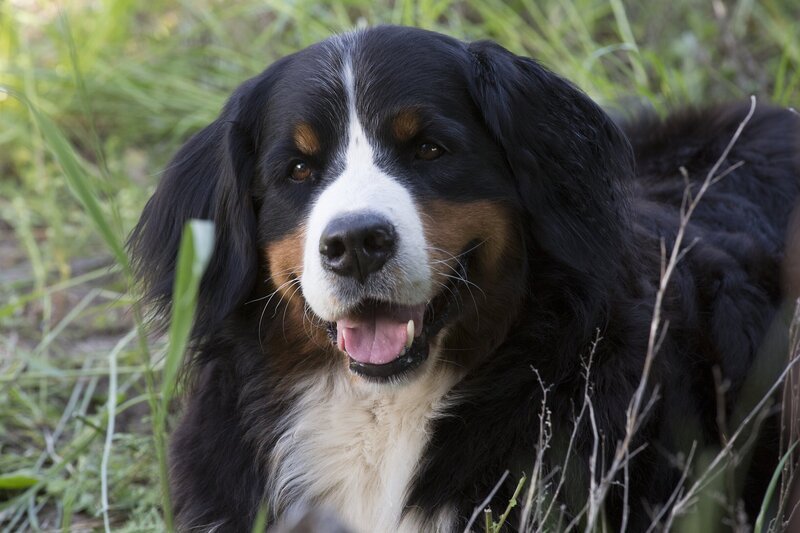 Keks ist beeindruckt von Taras fliegender Post. – Bild: ZDF/​Zia Ziarno