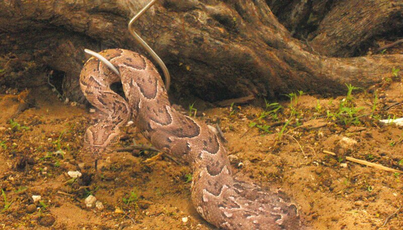 Der Biss einer Puffottter kann tödlich sein. Wer ihr begegnet, muss wissen, wie er sich verhält. – Bild: SWR/​Dani Purer