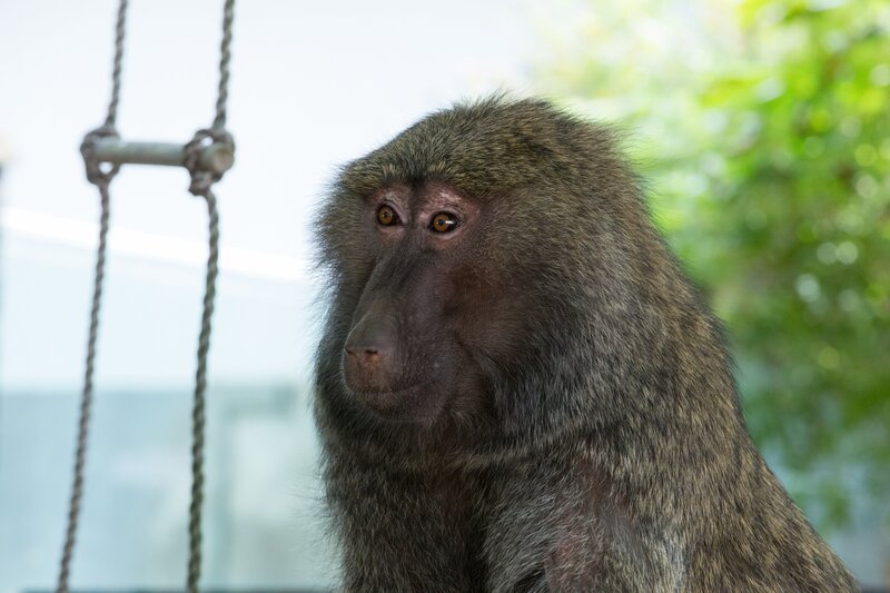 Pamoya Pavian ist aus ihrem Gehege ausgebüxt. Jetzt hat sie ein riesiges Problem. Der Schlüssel ist weg und ohne ihn kommt sie nicht mehr zurück. – Bild: ZDF/​Zia Ziarno