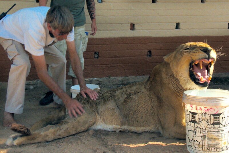 Bei Löwin Elsa ist heute Waschtag. – Bild: SWR/​Dani Purer