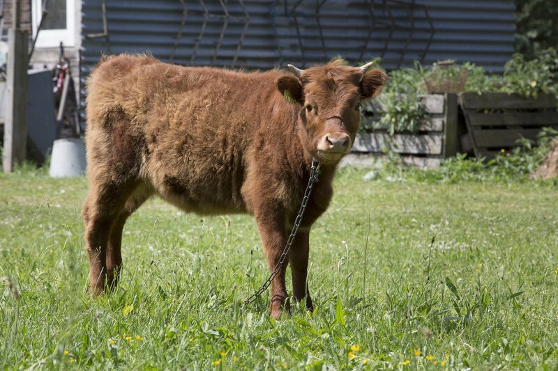 Hund Keks trifft auf Halina Highlander. – Bild: ZDF/​Zia Ziarno