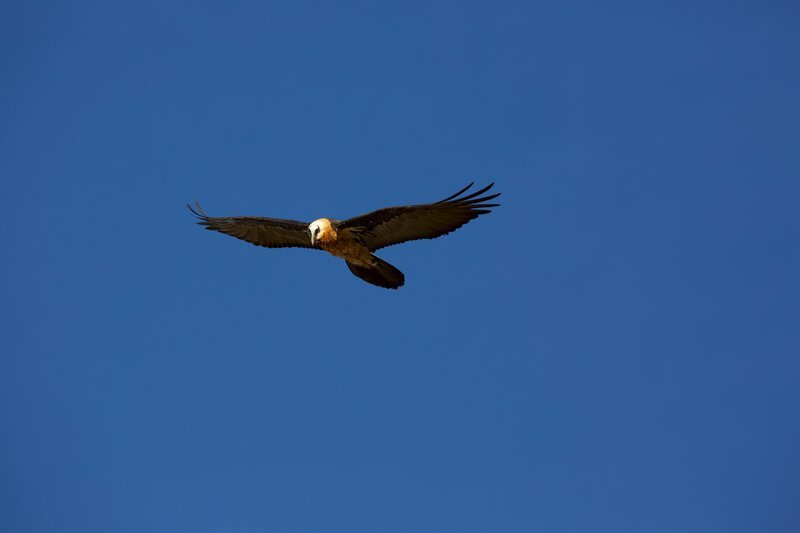 Bartgeier – auch Lämmergeier genannt – gehören mit einer Flügelspannweite von fast 3 Metern zu den größten flugfähigen Vögeln. Zu ihrem Lebensraum gehören auch die Simien-Berge in Äthiopien. – Bild: ZDF und Andreas Kieling, Viking Film