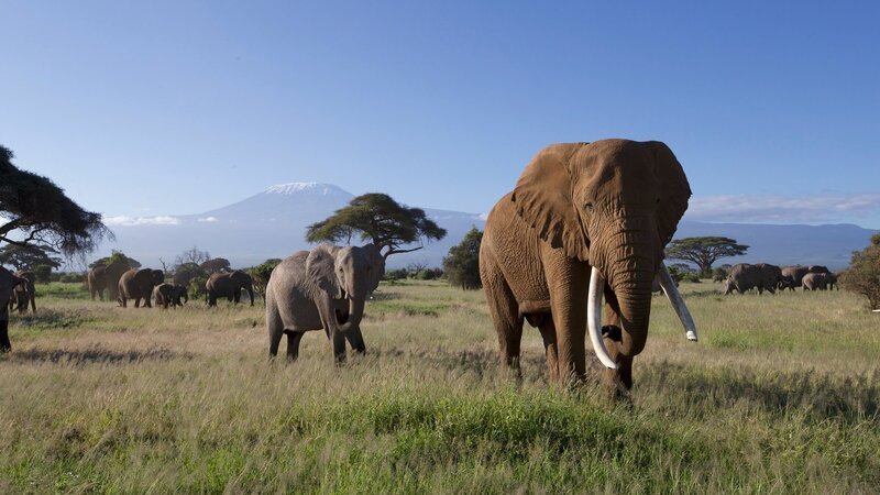 Wohl nirgendwo gibt es so einen Background für Elefantensichtungen wie im Amboseli-Nationalpark im Süden Kenias. An guten Tagen ist dort der Kilimandscharo mit seinem schneebedeckten Gipfel klar zu sehen. – Bild: ZDF