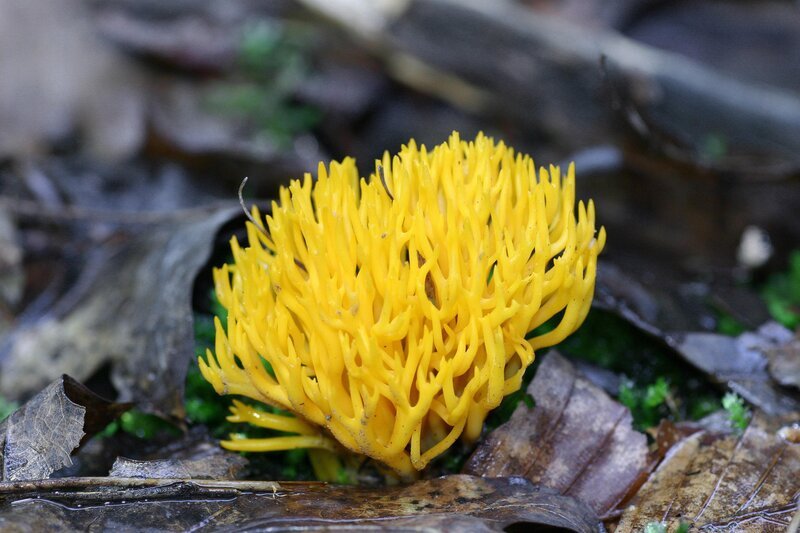 Gelber Korallenpilz. – Bild: ORF/​Power of Earth