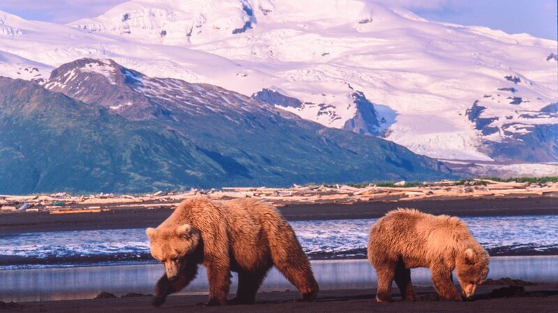 Amerikanische Küstenbraunbären sind Gourmets. Nicht nur Lachs steht für sie in Alaska auf dem Speiseplan. Auch im Watt vergrabene Muscheln spüren sie mit ihren feinen Nasen auf. – Bild: Honorarfrei – nur für diese Sendung inkl. SocialMedia bei Nennung ZDF und Schoeller-Werk Hellenthal /​ Andreas Kieling Viking Fil