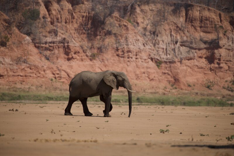 Mehr als 10.000 Elefanten gibt es im Nationalpark Gonarezhou in Simbabwe. Die Riesen haben mit ihrem Hunger die Landschaft geprägt. – Bild: ZDF und Andreas Kieling